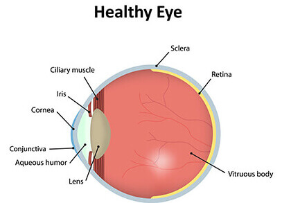 Healthy Eye Diagram