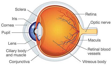 Human Eye Anatomy Diagram