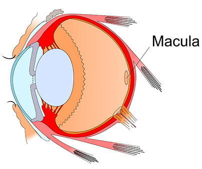 Macula Degeneration diagram - normal eye