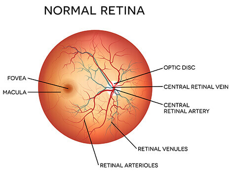 Normal Retina Diagram